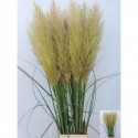 Cortaderia Evita 130cm - Arie vander Meij