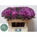 choux FIRST LADY - van Aert Flowers