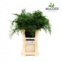 ASPARAGUS SETACEUS - Asparagus Mulder