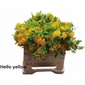 ASCLEPIA Hello - M Stengs & N Stengs-Pul