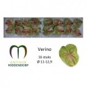 ANTHU Verino vert x 16 - AnthurMiddendorp