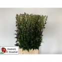 Aconitum Carmichaelii Arendsii - Kwekerij...