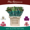 Alstroemeria Mix au bac 40 gram - Miss...