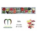 ANTHU mix x 15 - AnthurMiddendorp