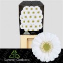 germini ALBINO - .