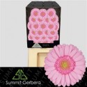 germini Kimsey rose - .