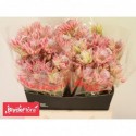 Serruria Ayoba Pretty N Pink - BlydeFlora