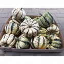 CUCURBITA Sweet Dumpling 15er Karton -...