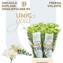 freesia Volante blanc - UNICGOLD Mol Freesia
