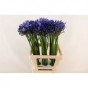 agapanthe Uri 70 - African Roots BV