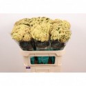 Achillea 'Neonglow Saffron' - Marginpar / ET