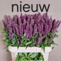 Agastache Roze - Mts Kwinten