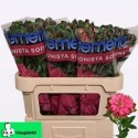 ALSTR FASH SOFIENA - Together2Grow