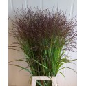 Panicum virgatum 'Warrior' - S.H.M. Schrama