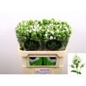 Phlox Paniculata Grp Icecap - Marginpar / KR