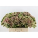 Sedum Herbstfreude - W. Elst