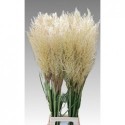 cortaderia evita - P. A. van Leeuwen