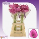 Calla fantasia fuchsia - Zandvoort Flowers