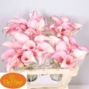 calla Pink Design55 - Clefleur