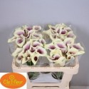 calla Picasso 50 - Clefleur