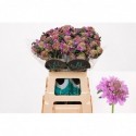Scabiosa atropurpurea Bon Bon Scoop Ube -...