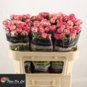 R branchue Eyeopener - Flora Ola Ltd.