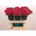 Achillea 'Neonglow Ember' - Marginpar / ET