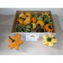 CUCURBITA Flying saucer 12 - Ha-Vo