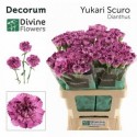 œillet gros YUKARI SCURO - Divine Flowers