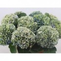 hortensia M MY HEAVEN CL - Bibo Flowers
