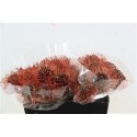 nutans Klbh Brown 40cm - Green Flor BV