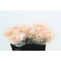 nutans Klbh blanc 40cm - Green Flor BV