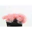 nutans Klbh New Rose 40cm - Green Flor BV