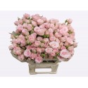 R branchue Aero 50 cm - Gartenbau Brouwers