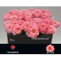 R GR MAYFIELD! - Marjoland
