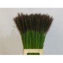 PENNI RED HEAD 90CM - .