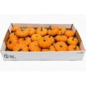 CUCURBITA Sier Cuc P Jack Be Little X20 -...