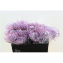 nutans Klbh Milka 40cm - Green Flor BV