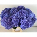 hortensia M ROY BREEZE BL - WingFlowers VOF