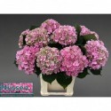 hortensia elbtal cl - Nijssen Baarlo