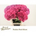 hortensia M CH RODEO RD - Royal Hydrangea