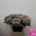hortensia Roclagroen80 - H.Th.M. Hoogervorst