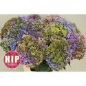 hortensia Rodeo Classic Groen-Paars-bleu...