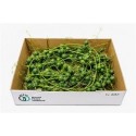 Sier Cuc Diplocyclos P Box - Green Flor BV