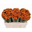 santini tammy - Waalstroom Flowers