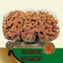 santini Salmon 110 - Hans&Ruud Hendriks