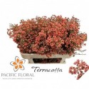 Waxflower Terracotta 60gr - Pacific Floral BV