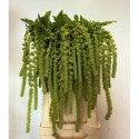 AMARANTHUS cycloop - T. van Iterson & Zn