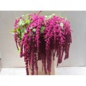 Amaranthus'Rosary' - Kwekerij J van Moorsel