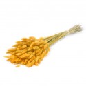 LAGURUS JAUNE - .